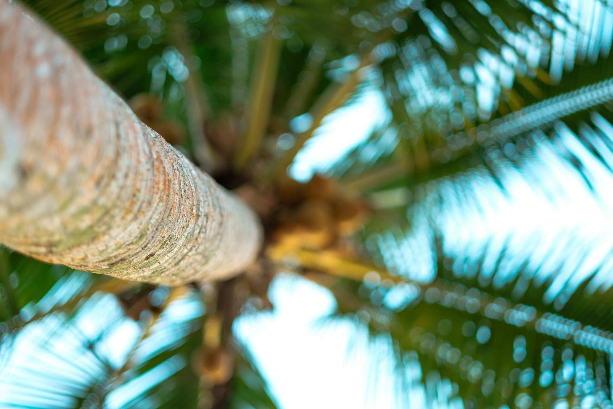Palm tree