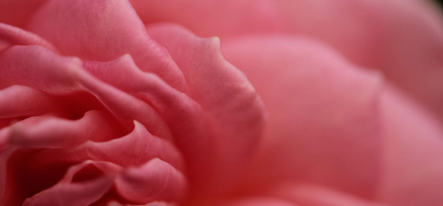 Rose petal