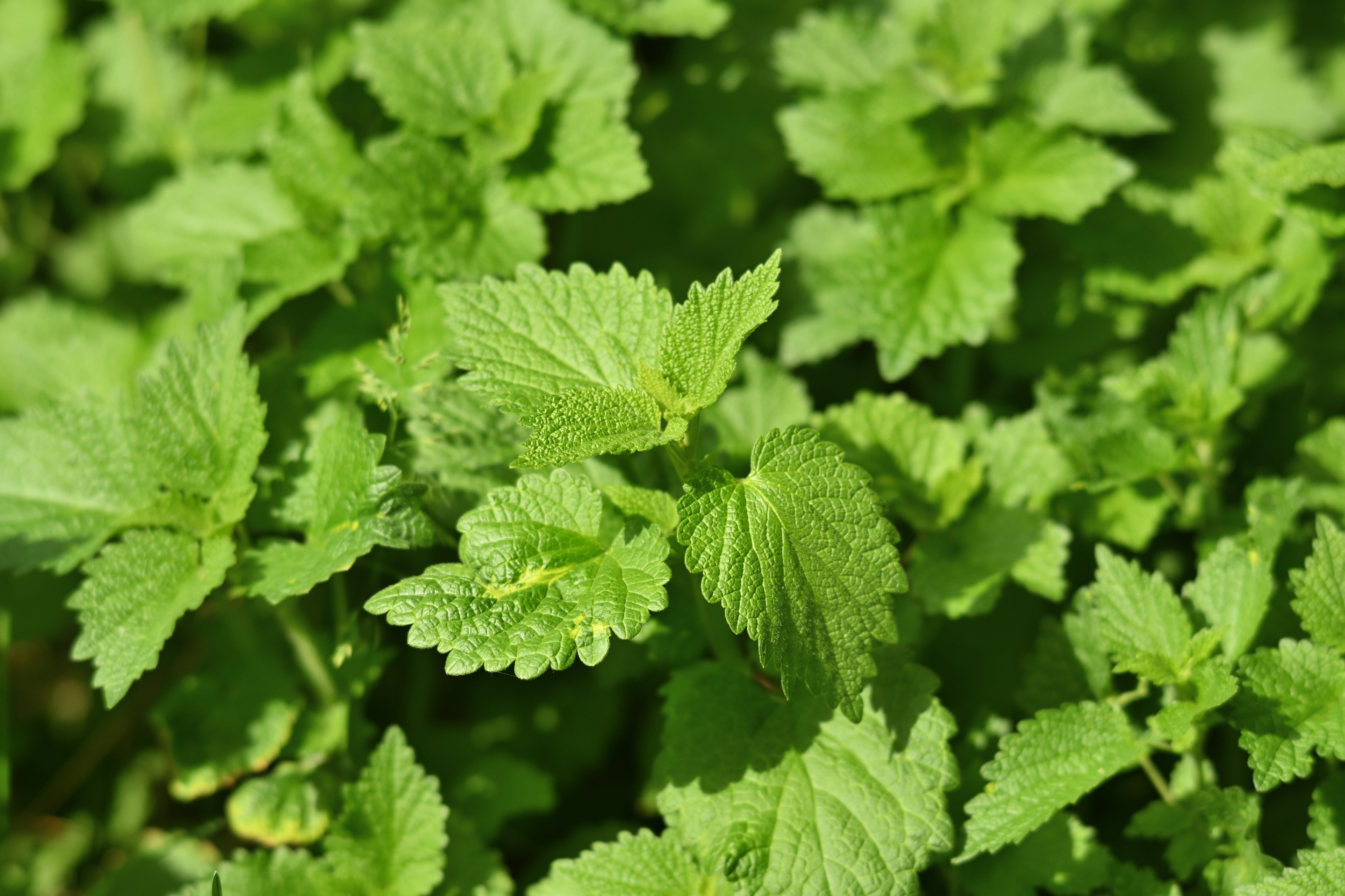 A close-up image of fresh nettle leaves, part of the Heke Herbals product used in the Cleanse Tea blend.
