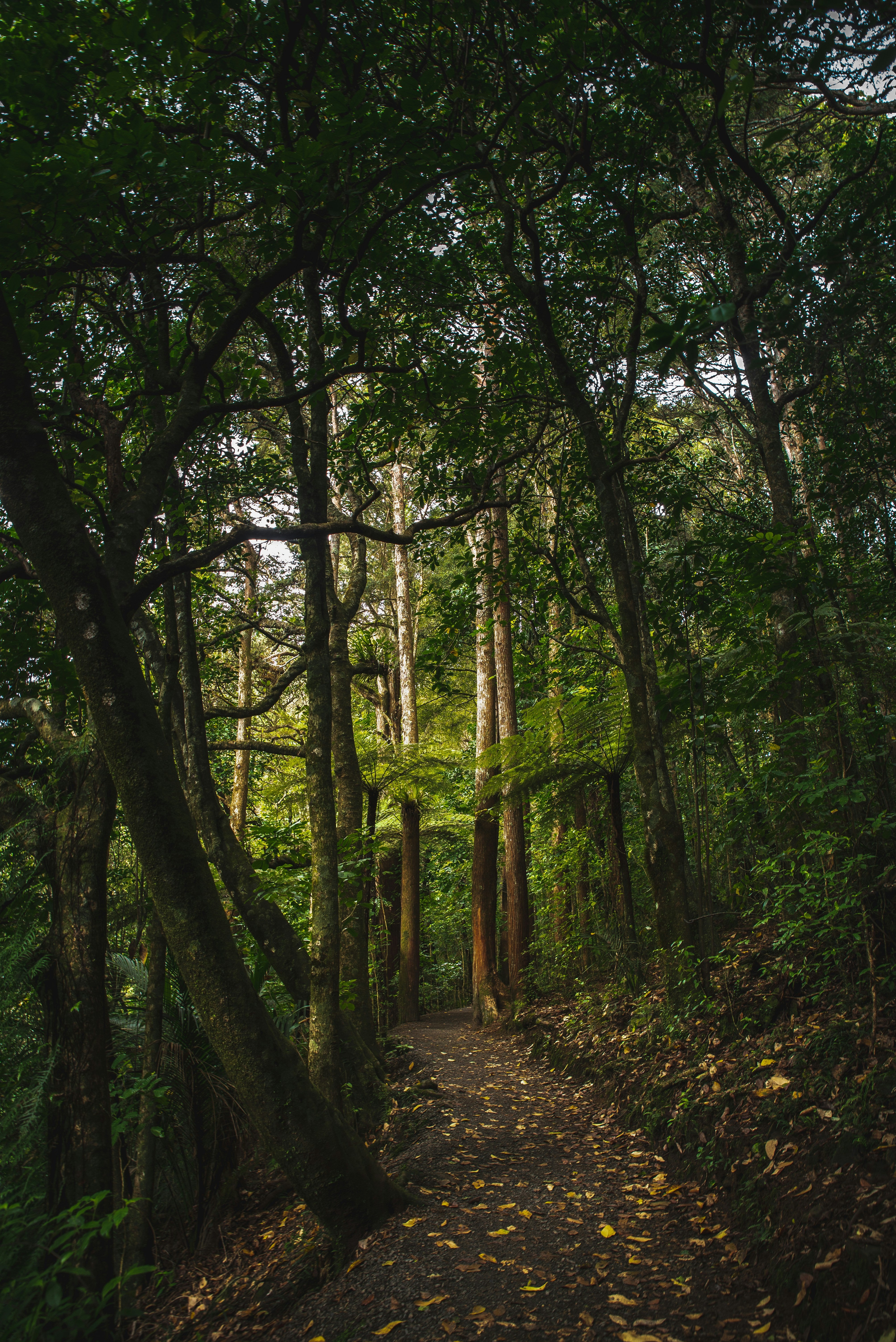 Native forest trail