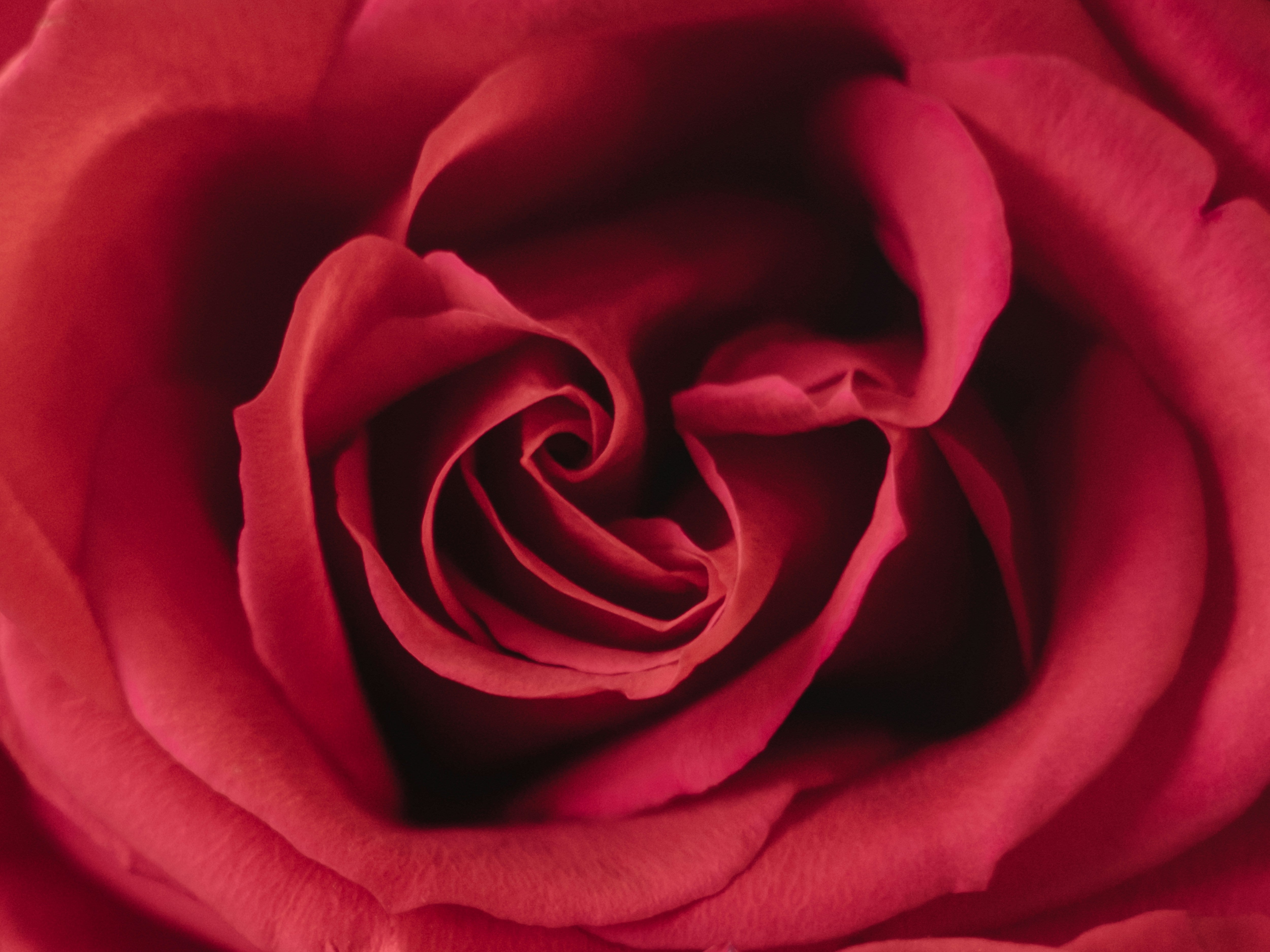 Close-up image of a red rose petal.