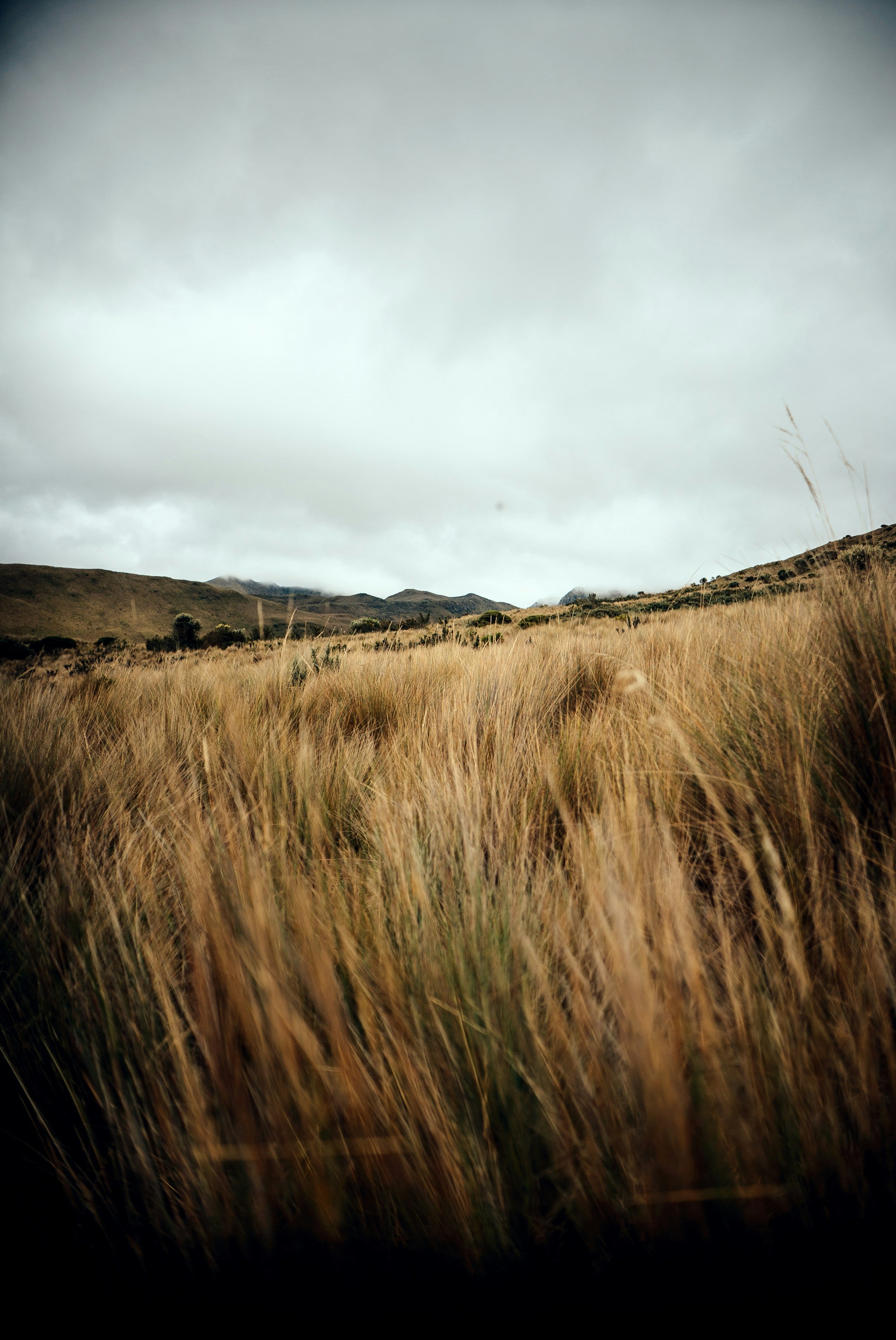 Tussock landscape