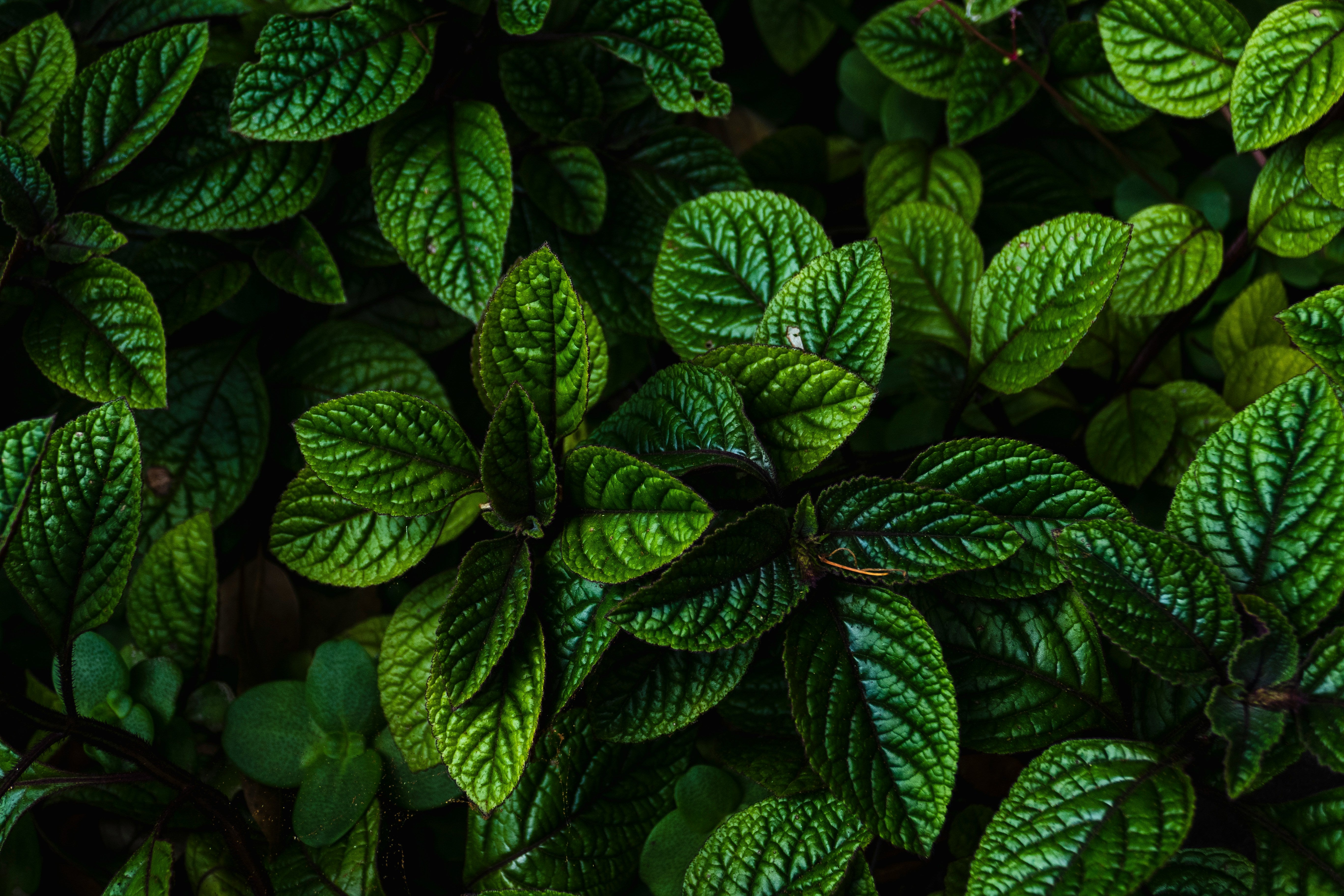 A close-up image of fresh peppermint leaves showing their green color and textured surfaces.
