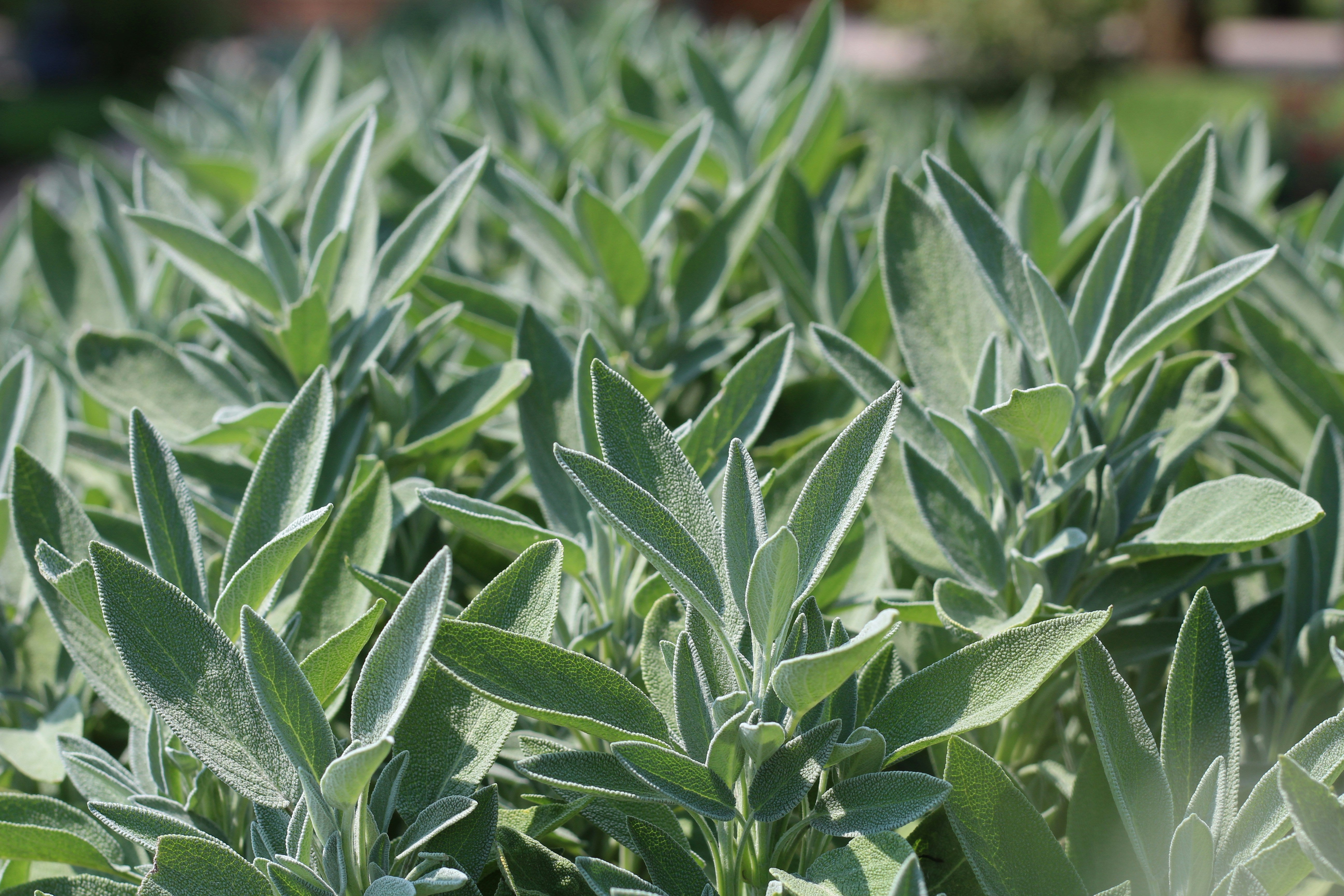 A garden with patches of green herbs, likely including some of the ingredients for 'The Change Tea' such as sages, lemon balm, and peppermint.
