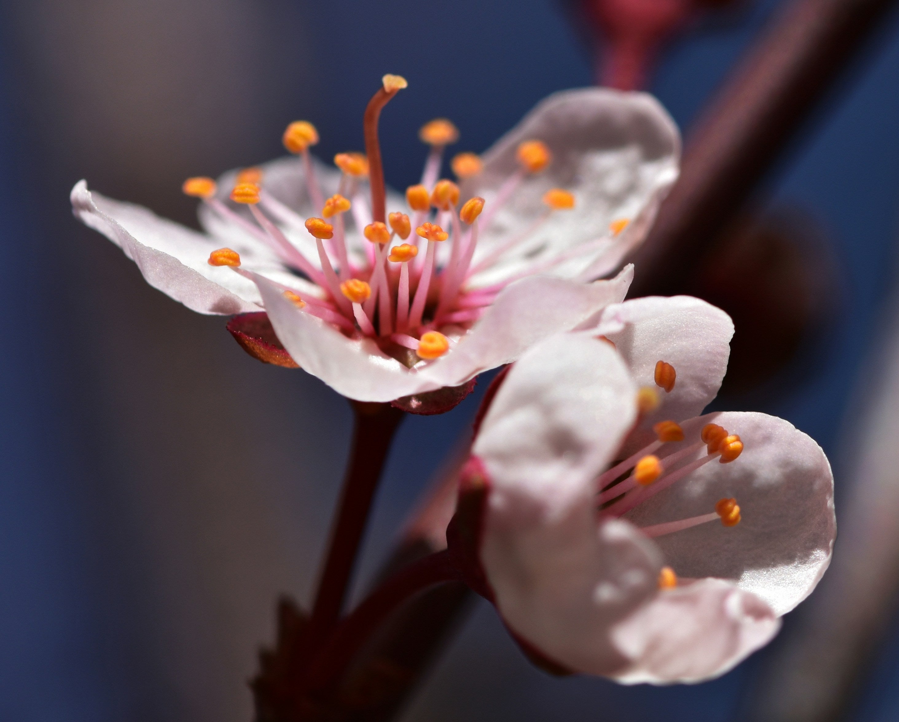 Close-up of a pink flower with yellow stamens against a blurred background.
