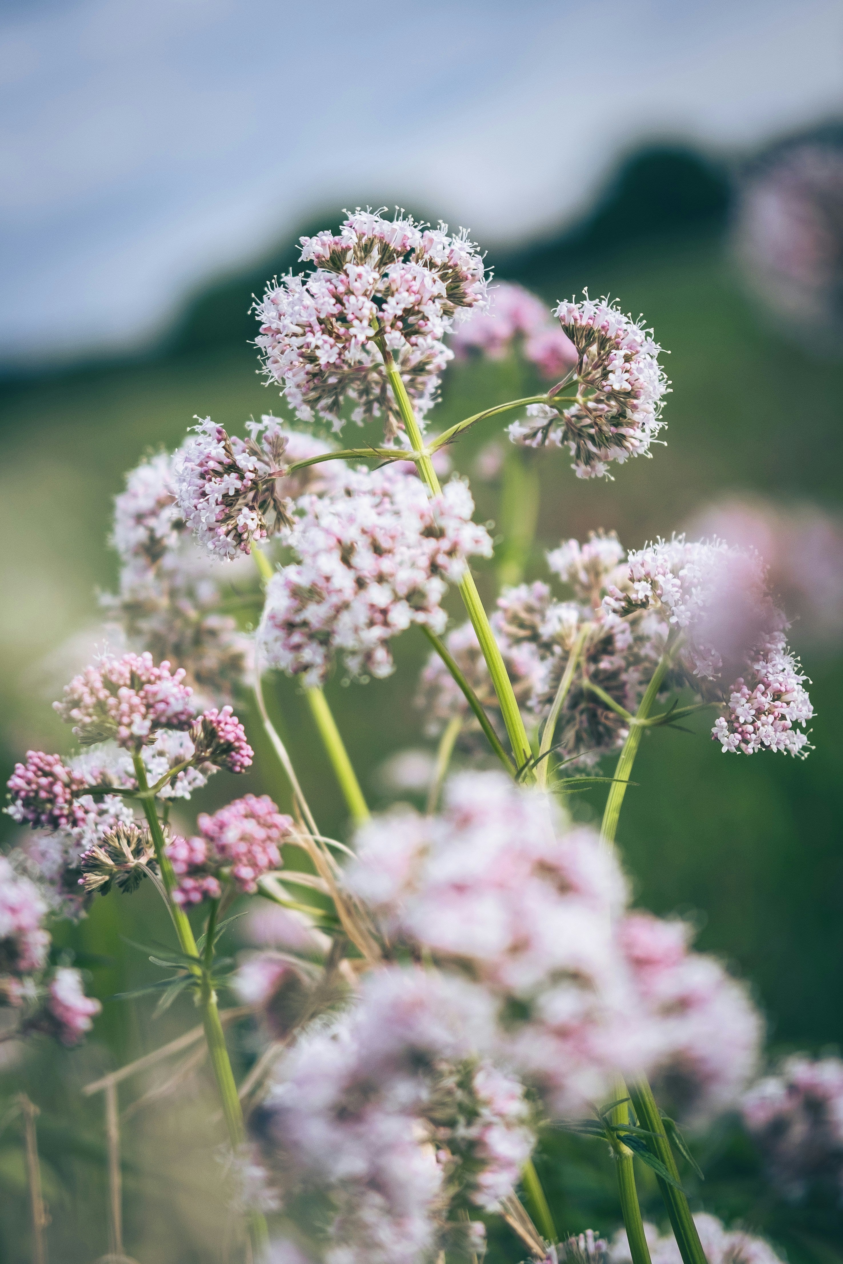 Valerian flower
