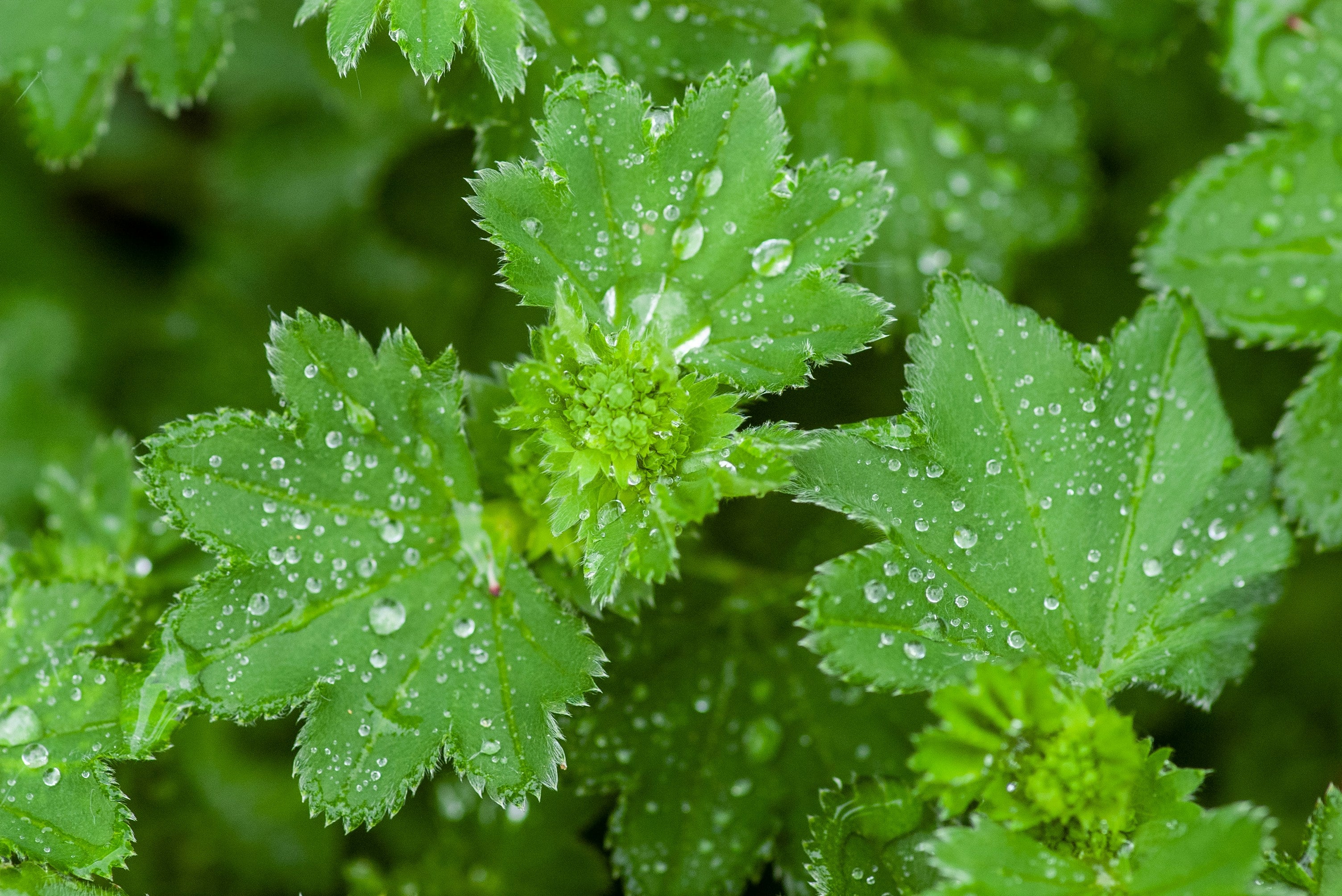 Close-up of fresh green herbs with water droplets on the leaves.