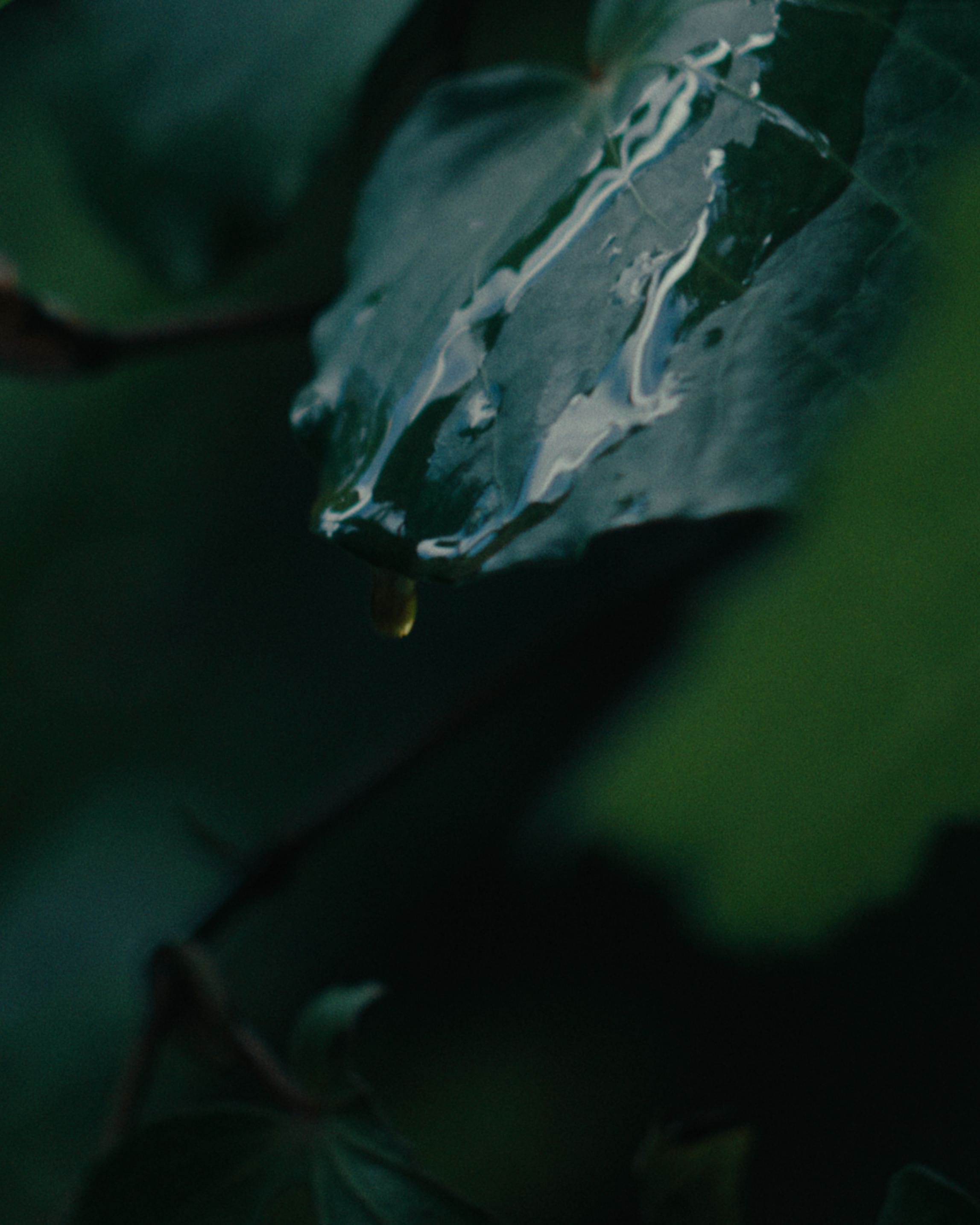 Close-up of a leaf with water droplets on a dark background
