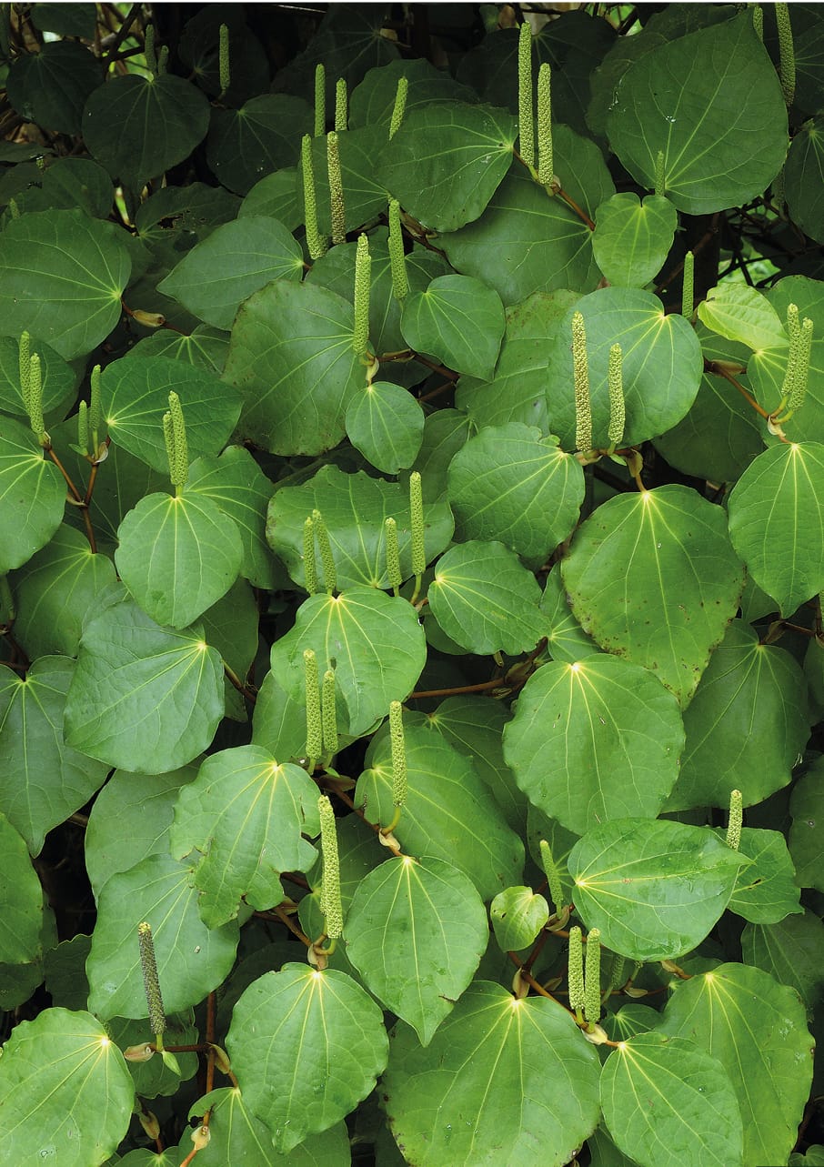 Kawakawa leaves