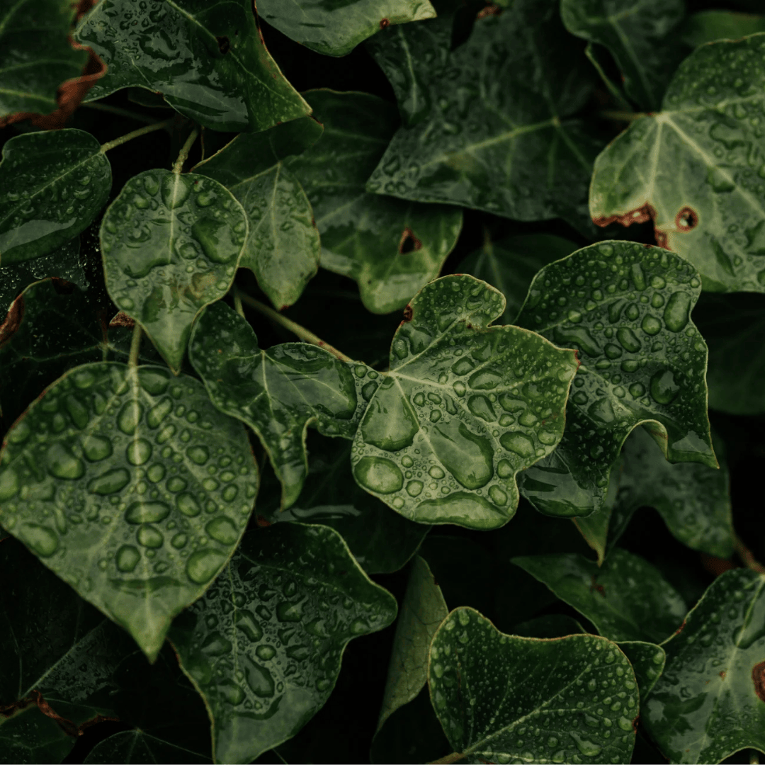 Green leaves with raindrops on them 
