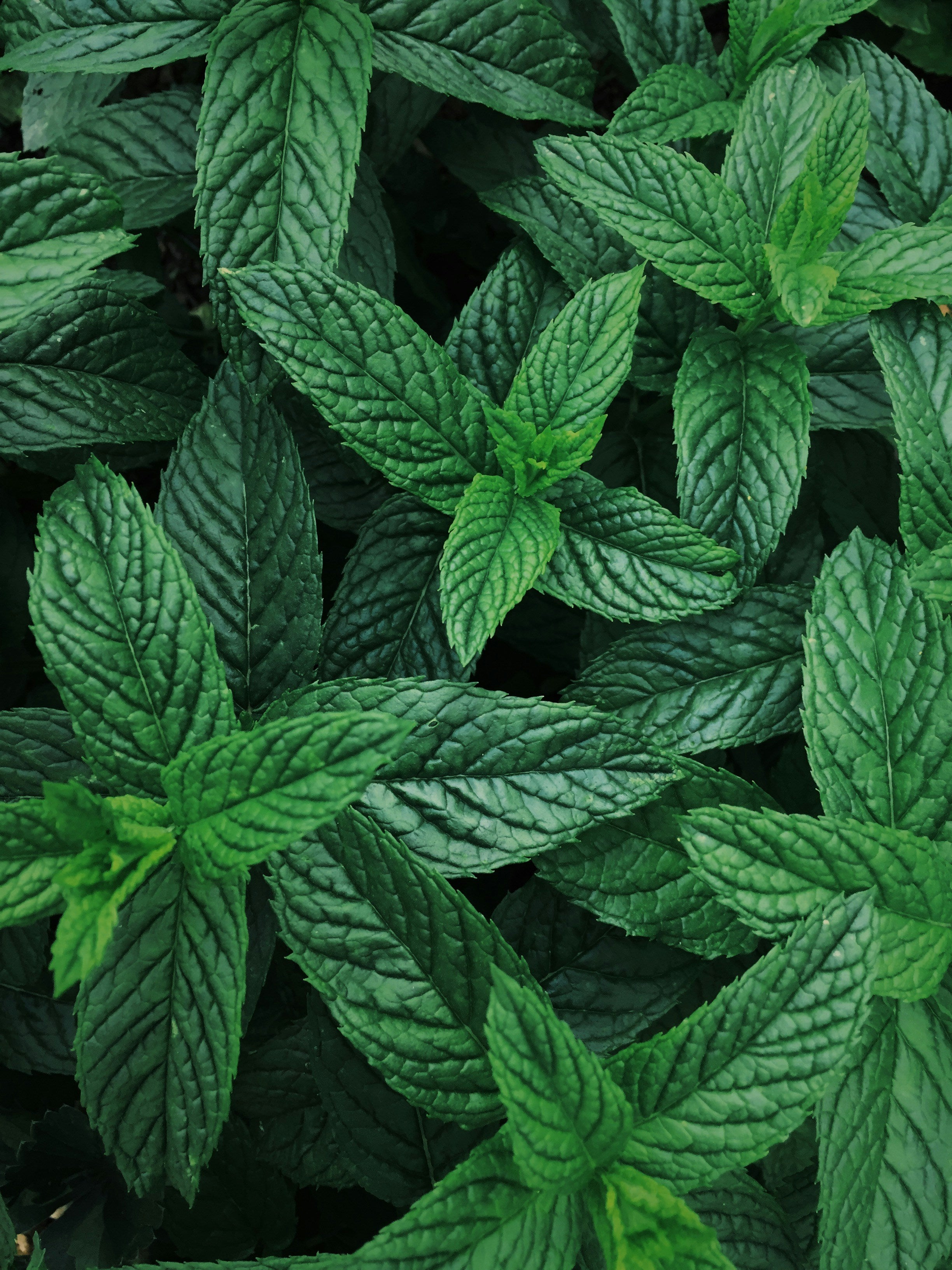 Mint leaves