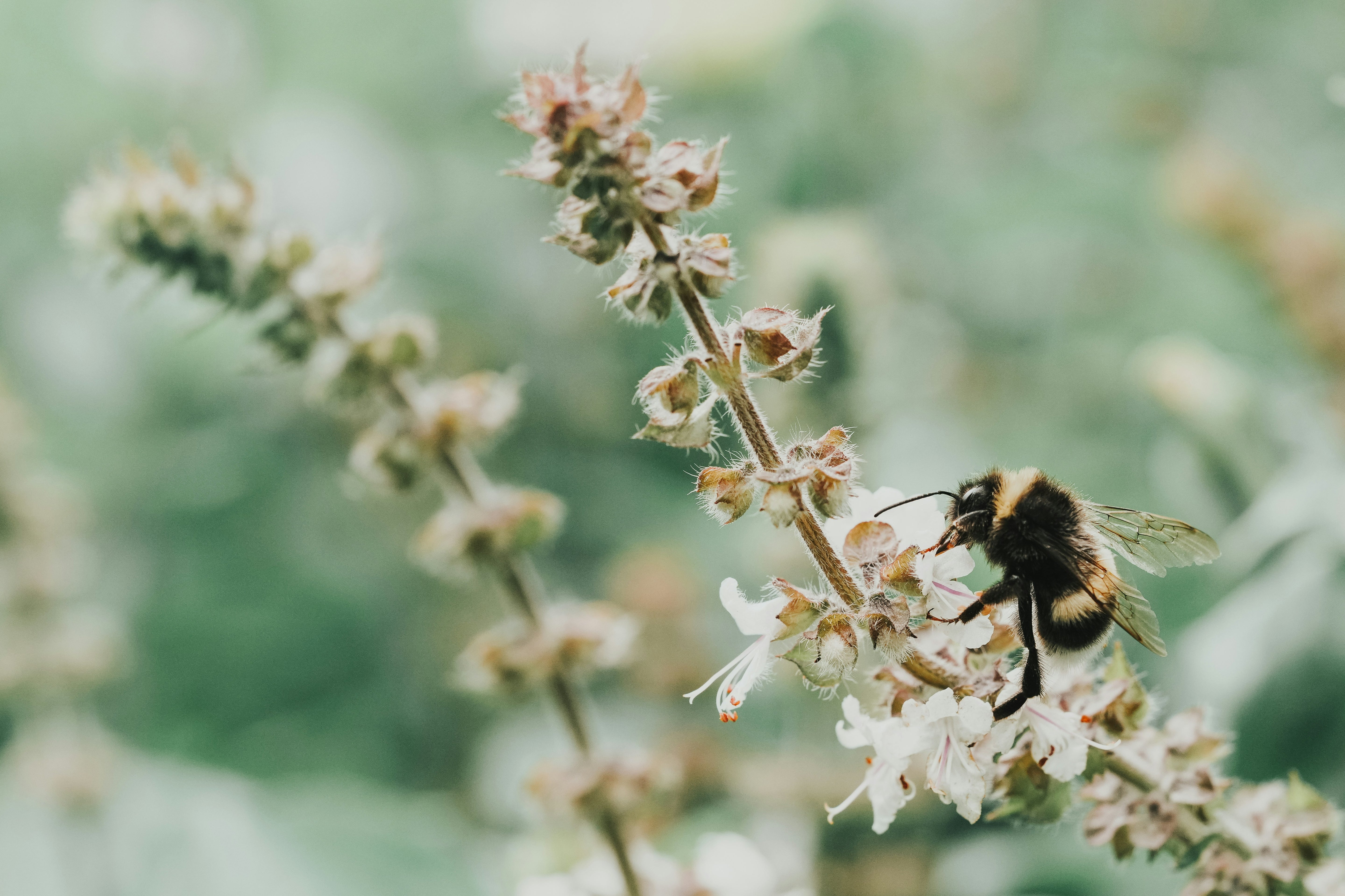A close-up image of a bee pollinating on a flower, representing the natural and organic ingredients used in Heke Herbals tea.