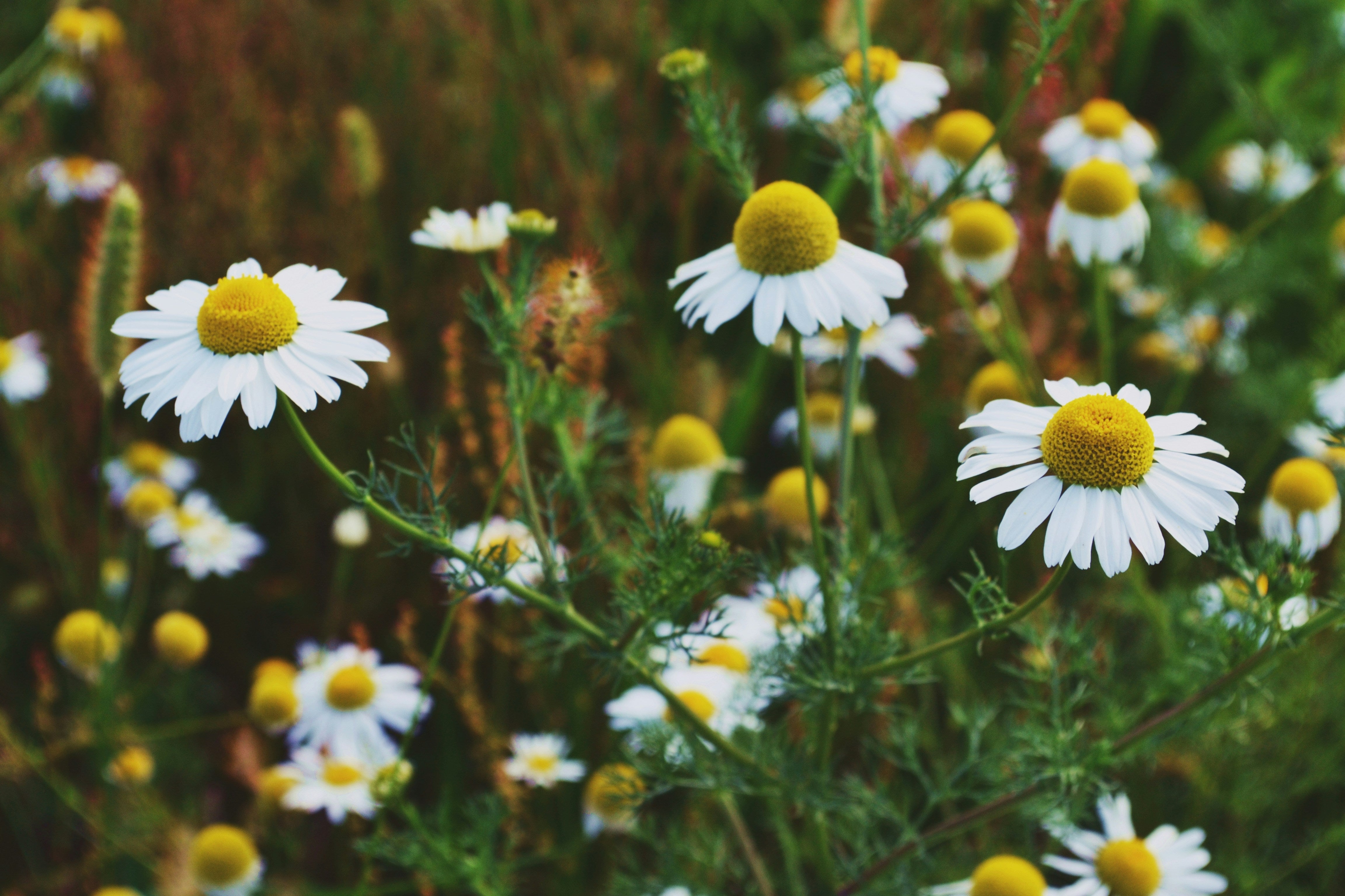 Field of white chamomile flowers with yellow centers