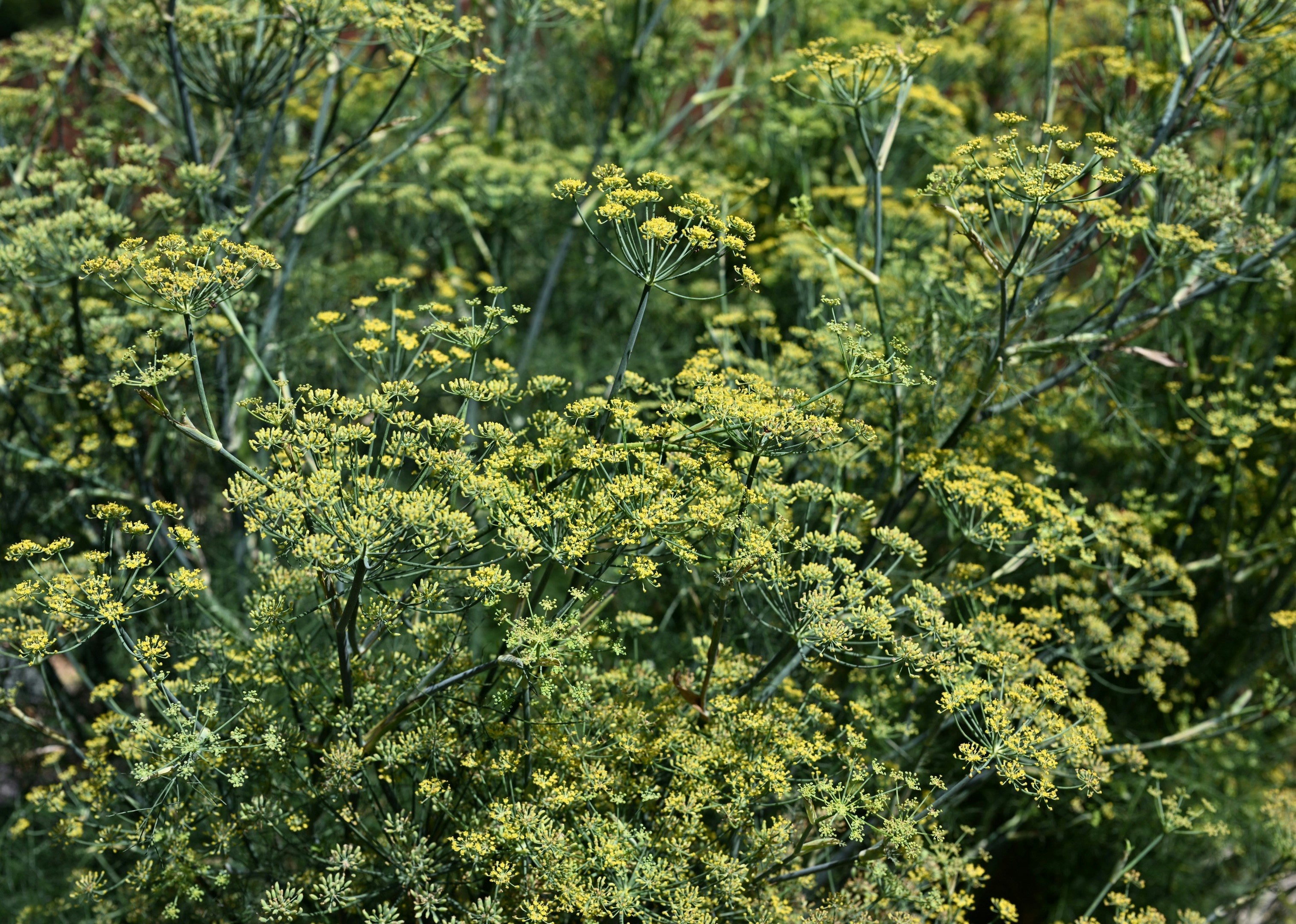 An image showing a group of fennel plants with green foliage and yellow flowers.