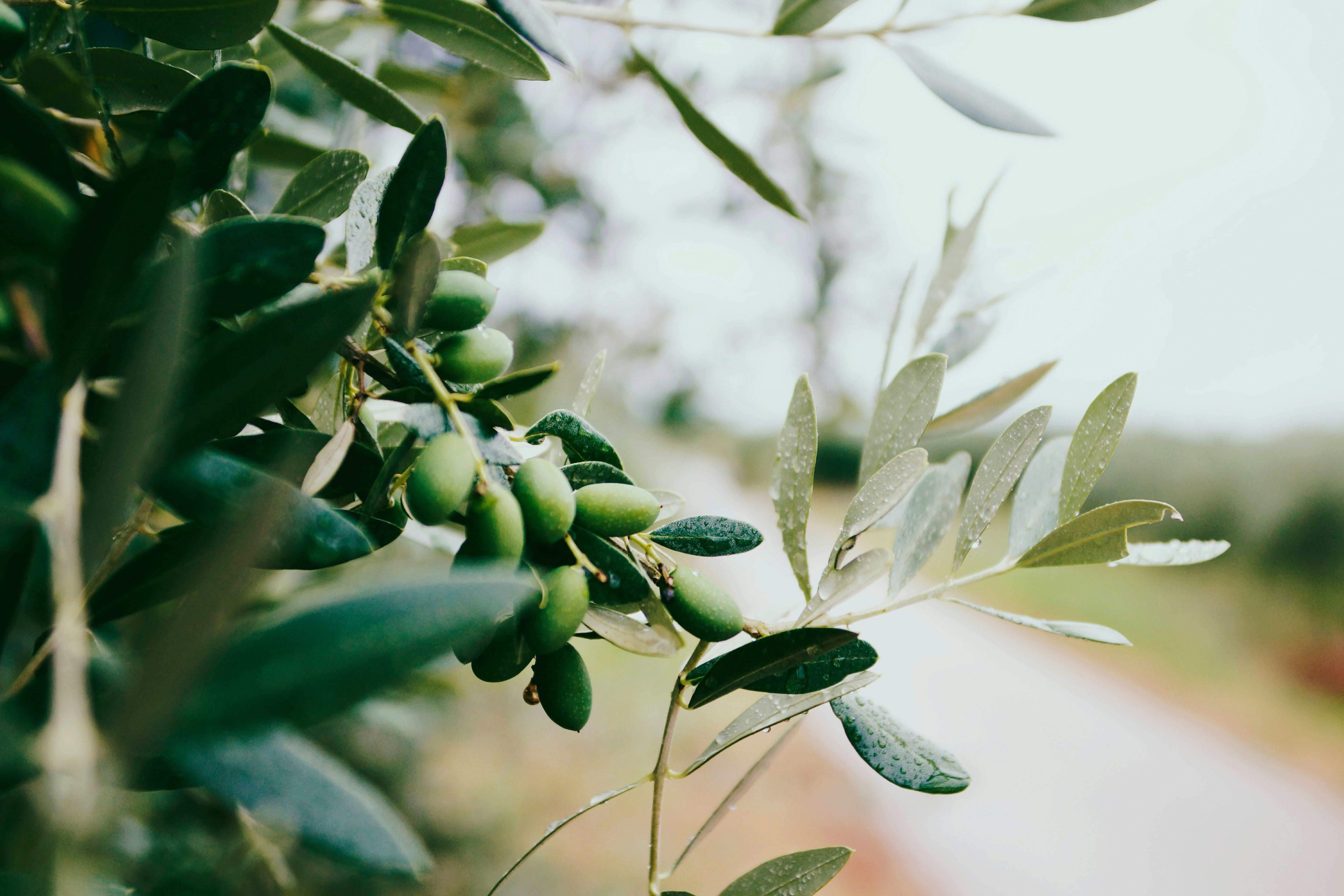 A close-up of green olives on an olive tree branch with leaves in the background.