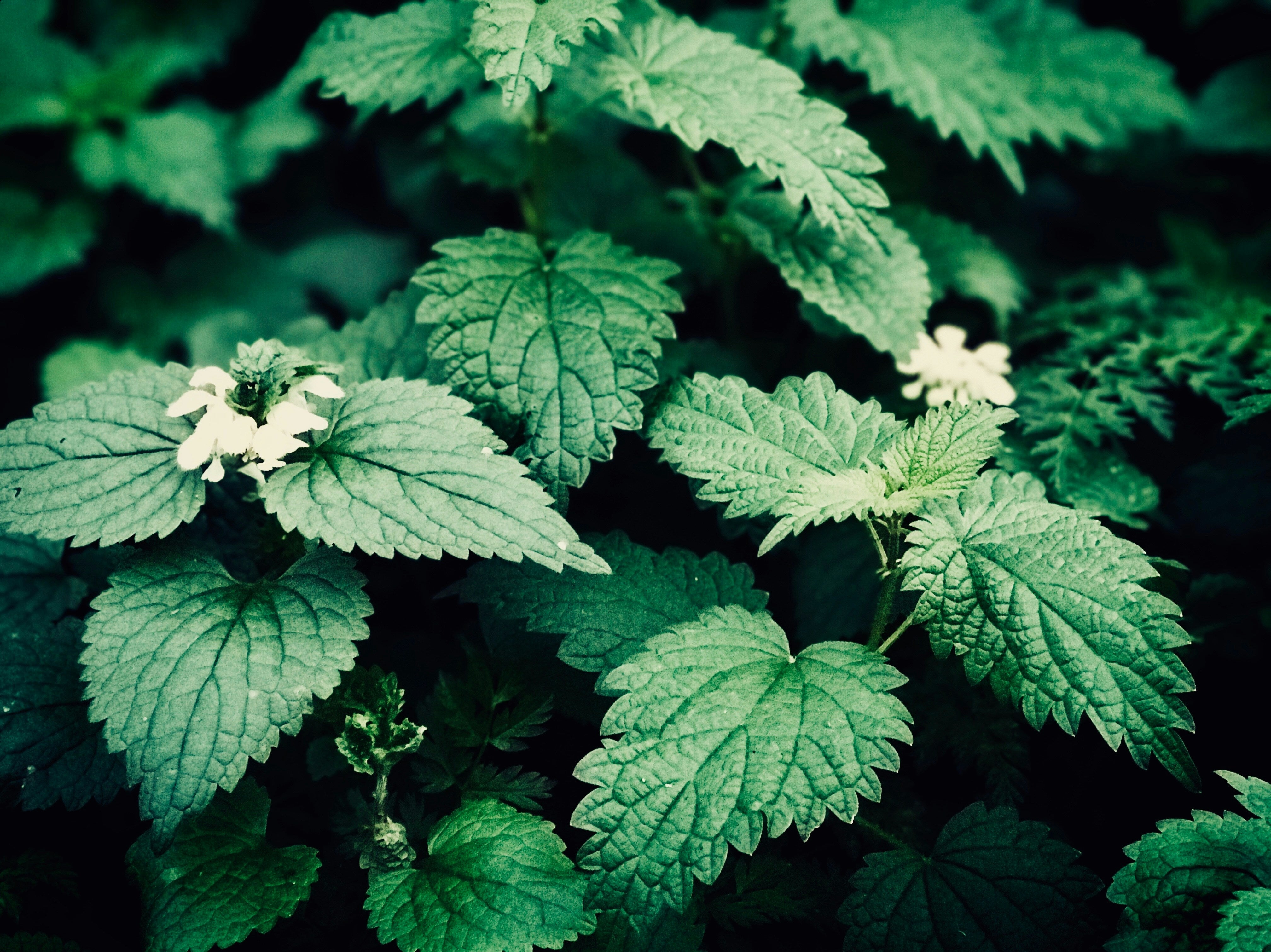 A close-up image of fresh nettle leaves with flowers, indicating the natural source of the tea's main ingredient.