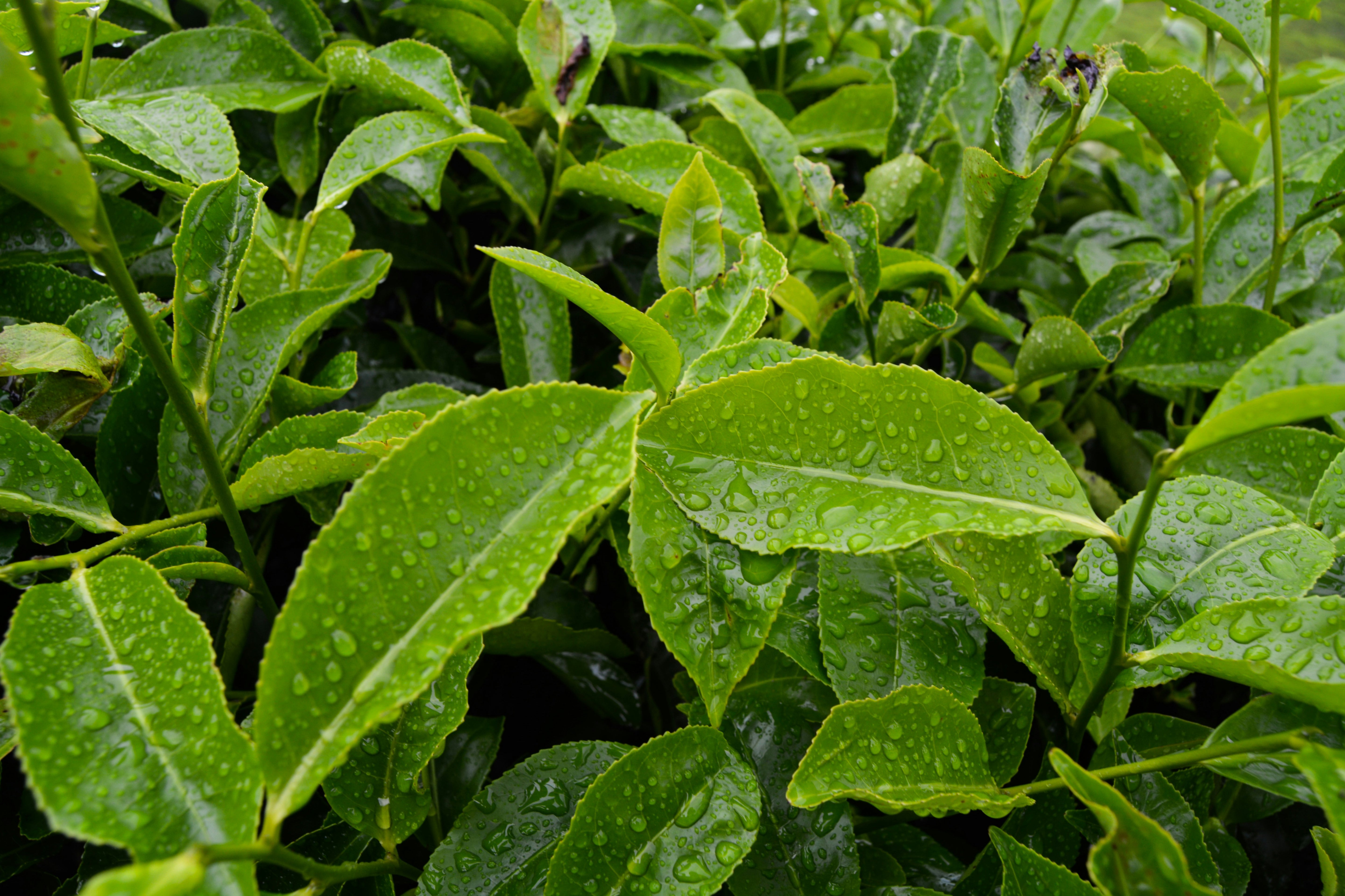 Close-up of fresh green tea leaves with water droplets on them.