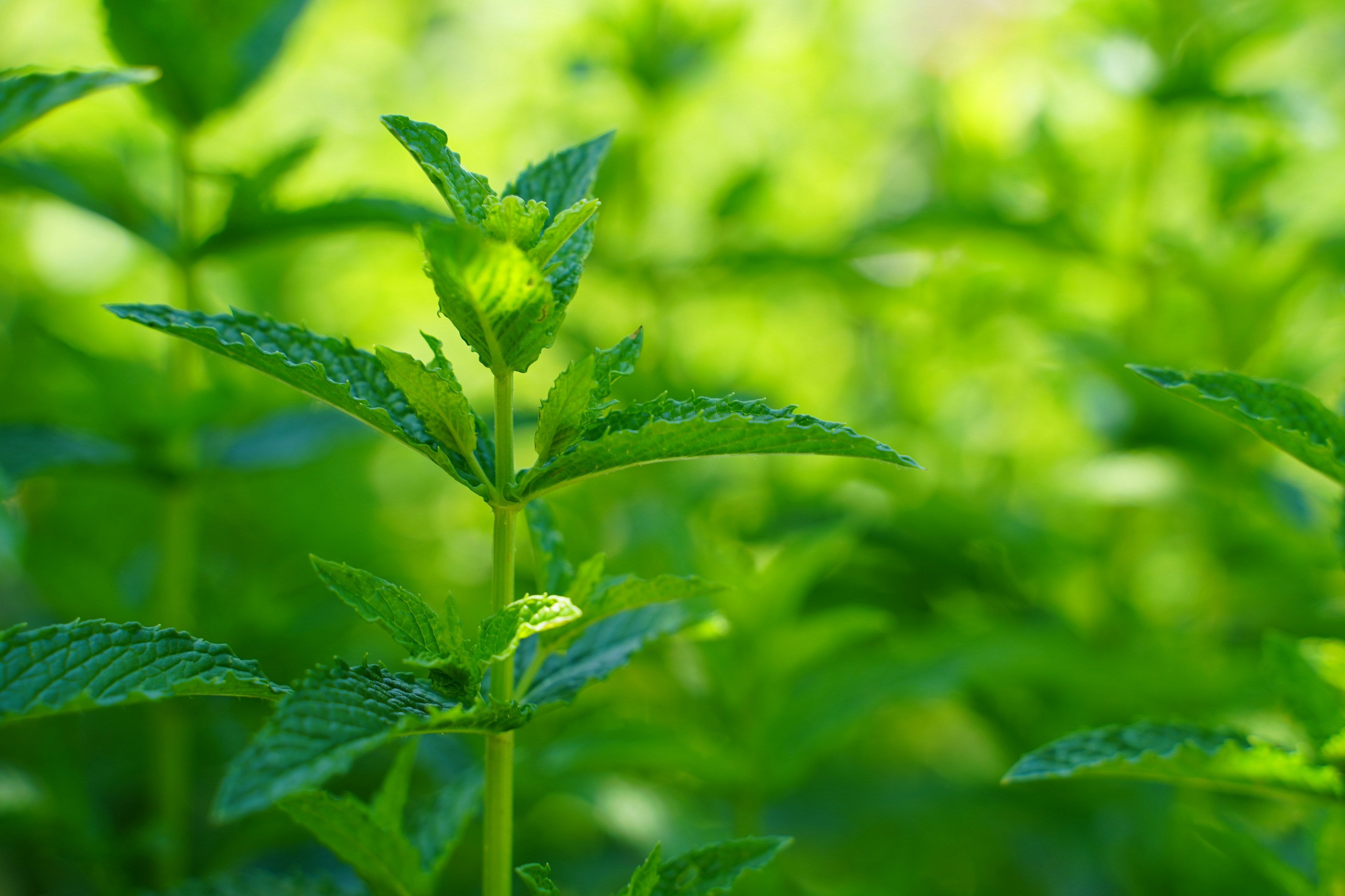 A close-up image of fresh green mint growing, with a blurred background.