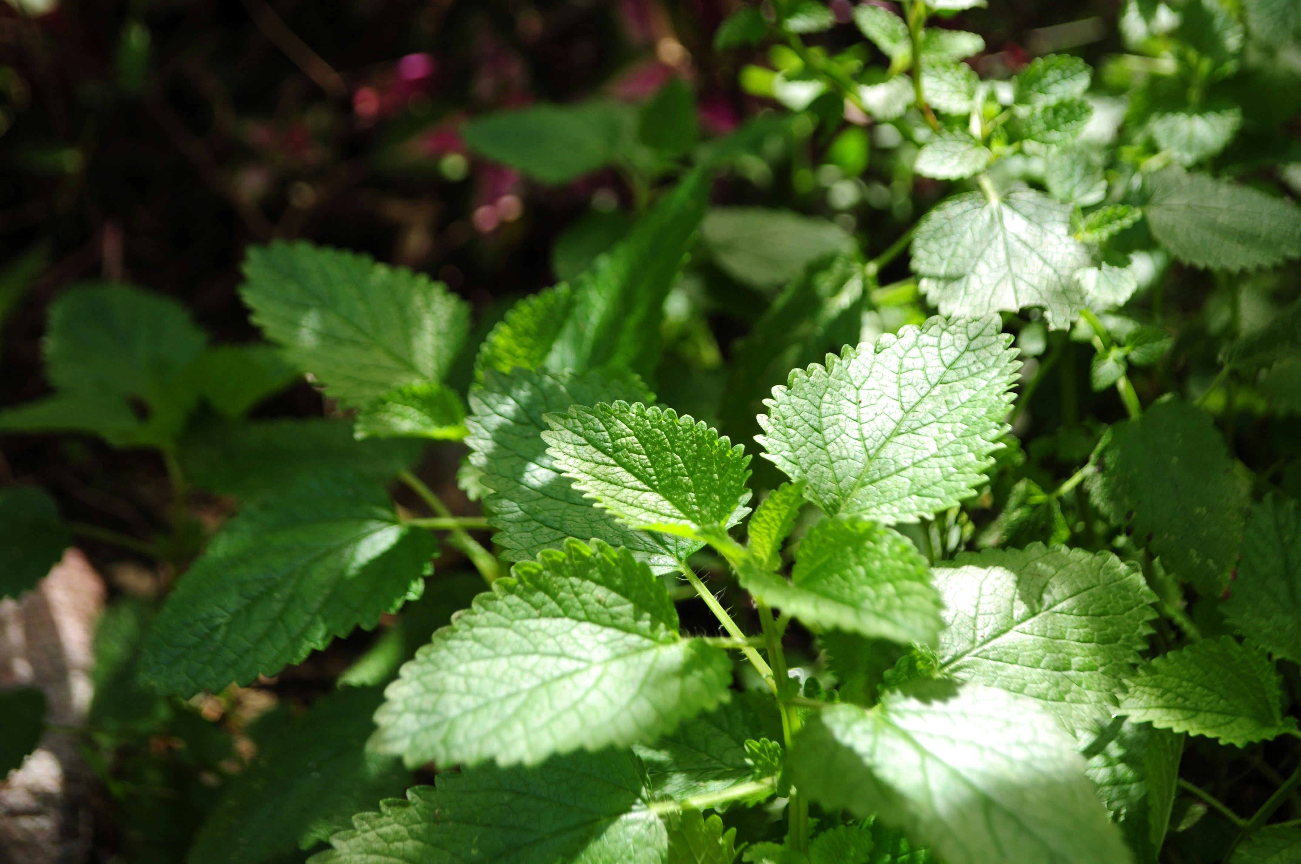 Nettle leaves growing outdoors in a natural setting